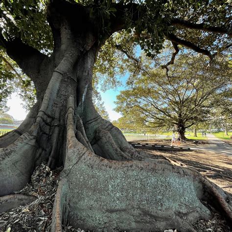 CAMPERDOWN PARK - All You Need to Know BEFORE You Go 2026 (with Photos ...