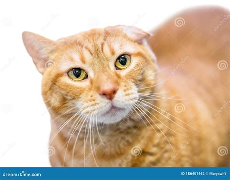 A Tabby Shorthair Cat with a Deformed Ear Stock Photo - Image of ...