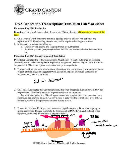 Learn Transcription and Translation by Coloring - Worksheets Library