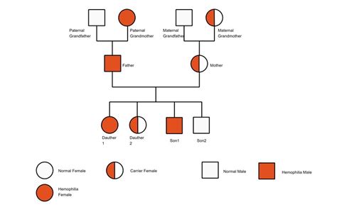 Les exemples de génogrammes modifiables gratuits