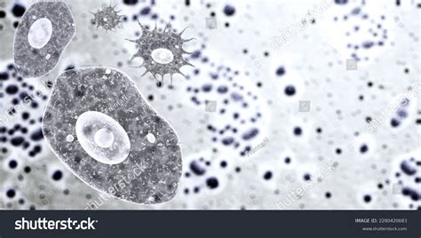 Image result for Amoeba Microscopy