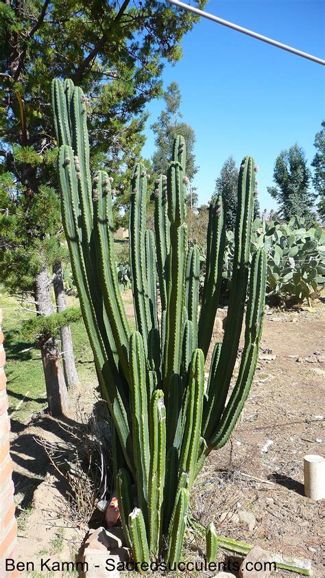 The San Pedro Cactus in Bolivia - Trichocereus.net