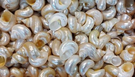 Image result for Marine Shells