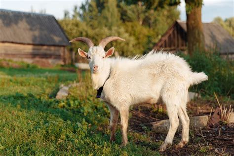 Goat Facts: Biological Traits, History, and Benefits - epicureanearth.com
