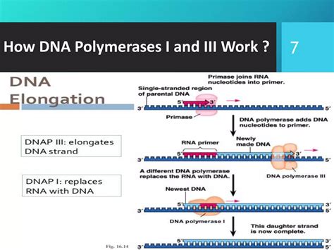 dna-and-rna-polymerases-160213130043 (1).pdf
