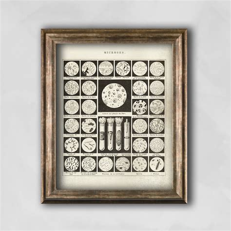 Biology Poster PNG 的图像结果