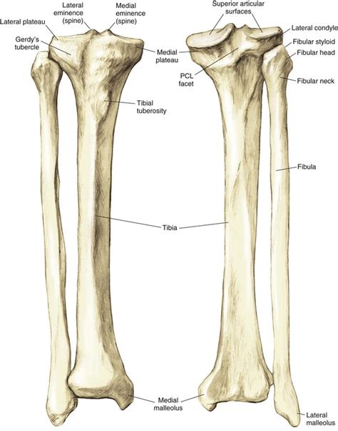 Proximal Tibia 的图像结果