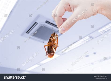 Inside a Cockroach 的图像结果