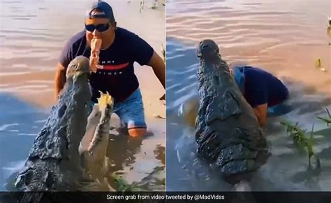 मुंह में मांस लेकर मगरमच्छ को ललचा रहा था शख्स, अगले ही पल जो हुआ उसे ...