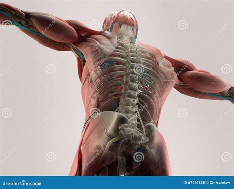 Human Anatomy Detail of Back,spine. Bone Structure, Muscle. on Plain Studio Background Stock ...
