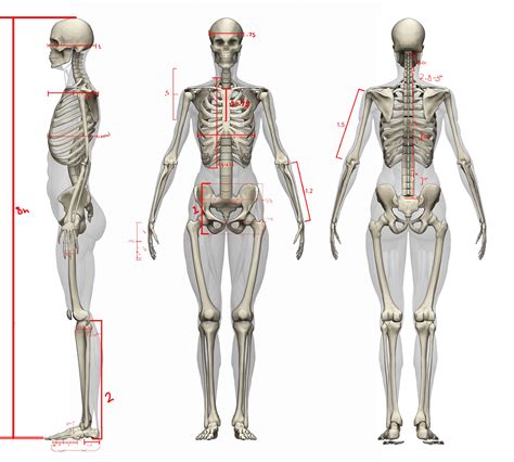 Human Anatomy Female Skeleton