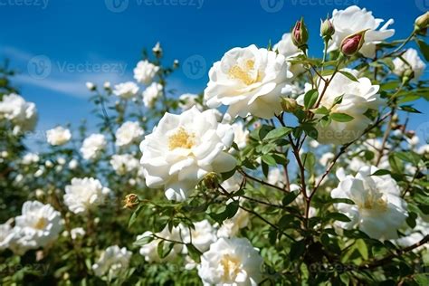 White roses bush with green leaves on a blue sky background 28631729 ...