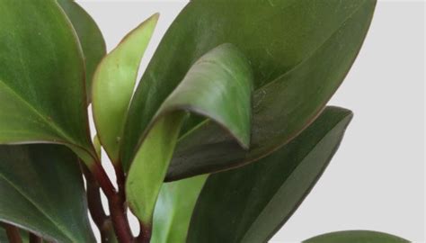 Baby Rubber Plant Red Edge (Medium) – Greenkin