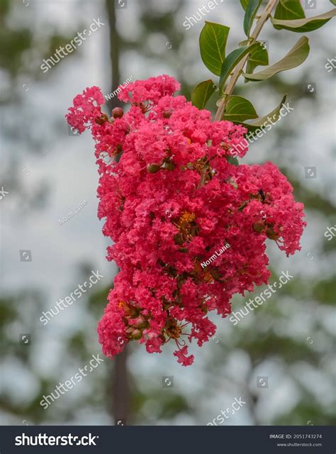 Dynamite Red Crape Myrtle