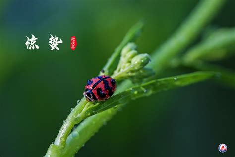 解密昆虫的习性与行为（上）-中国农药网