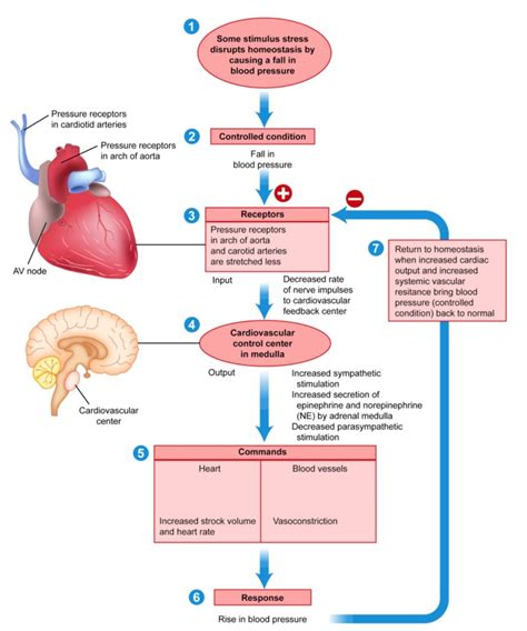What Is Positive And Negative Feedback In The Endocrine System - Design ...