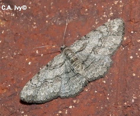 Large Purplish Gray Iridopsis vellivolata (Hulst, 1881) | Butterflies ...