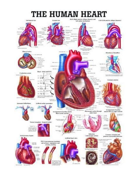 Human heart anatomy – Artofit
