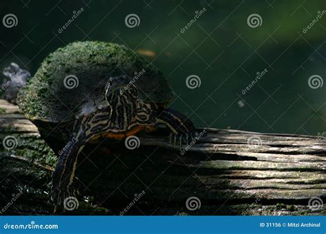 Bump on a log stock photo. Image of river, pond, pool, bark - 31156