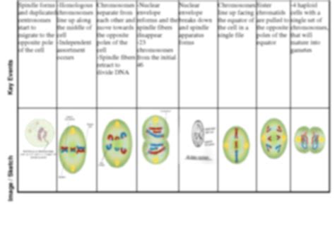 Cell Theory Graphic Organizer
