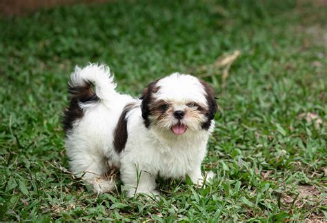 Small Dog Breeds