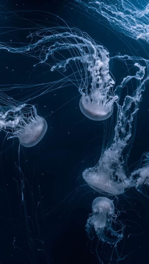 Download wallpaper 2160x3840 jellyfish, tentacles, underwater, dark ...