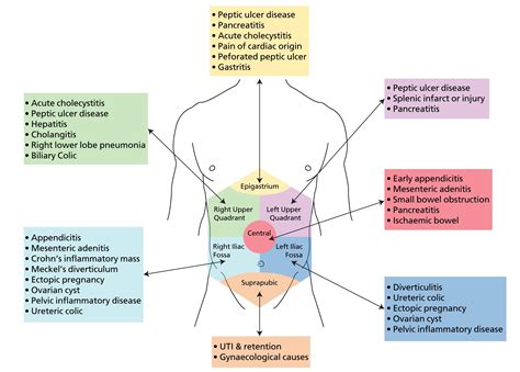 Anatomy Quadrants / Anatomy and Physiology I Coursework: Four ...