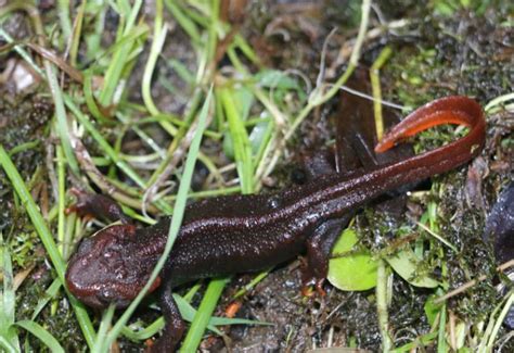 Padmaja Naidu Himalayan Zoological Park