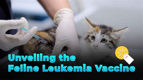 Unveiling the Feline Leukemia Vaccine