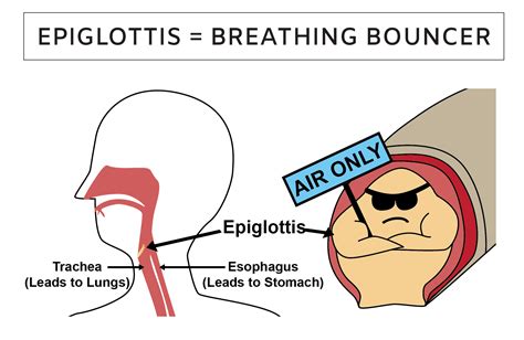 Normal Epiglottis