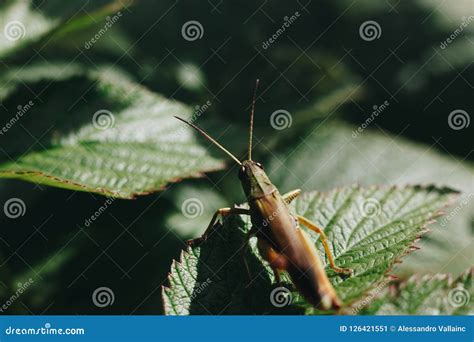 Grasshoppers Fly on Green Blurred Background - Macro Photography. Stock ...