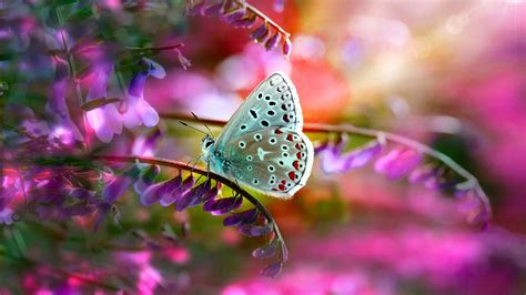 [100+] Butterfly On Flower Wallpapers | Wallpapers.com