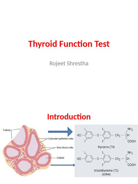 Thyroid Function Test Explained 的图像结果