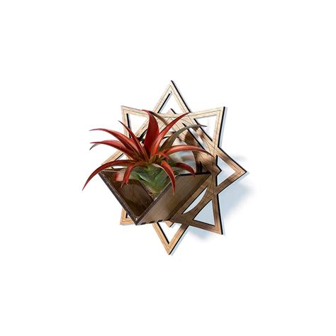 Light Razor Design Studio Wall Hanging Planter 7 // Maple - Air Plant ...