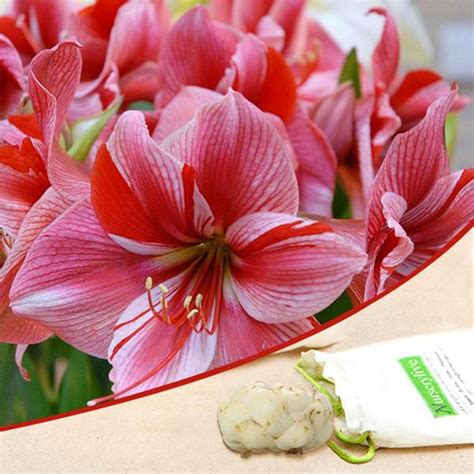 Buy Lily Flower Bulbs online from Nurserylive at lowest price.