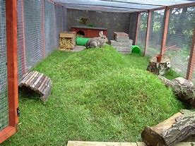Image result for Best Indoor Rabbit House