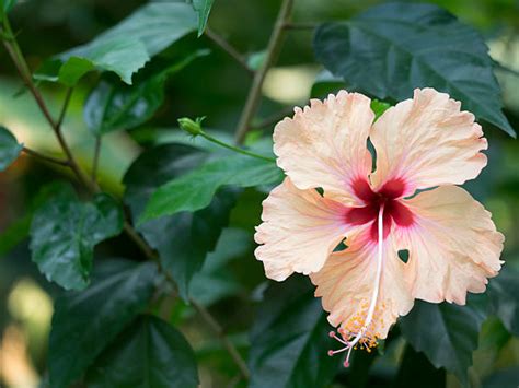 Image result for Root Rot Hibiscus