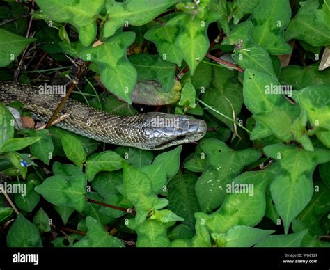 A Japanese rat snake, Elaphe climacophora, slithers along the side of ...