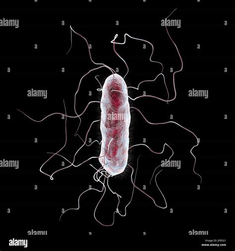 Common diseases hi-res stock photography and images - Alamy