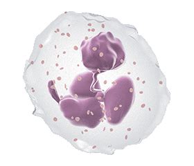 SiMihealth ANC Profile C - Simira Diagnostics