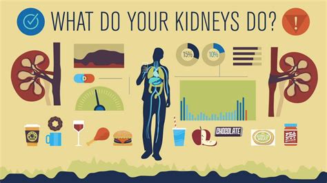 Image result for Kidney Tutorial