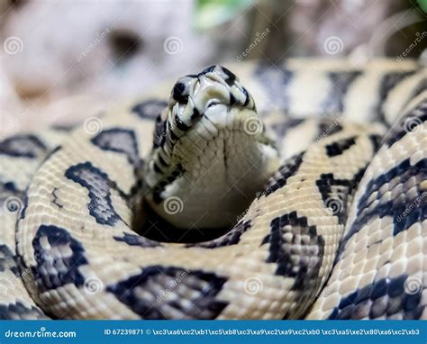Image result for Snake Carpet Python