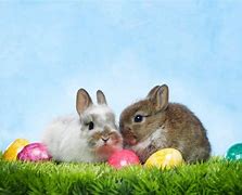 Image result for Free Easter Bunny