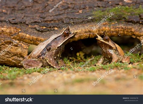 Longnosed Horned Frog Known Malayan Horned Stock Photo 1048358278 ...