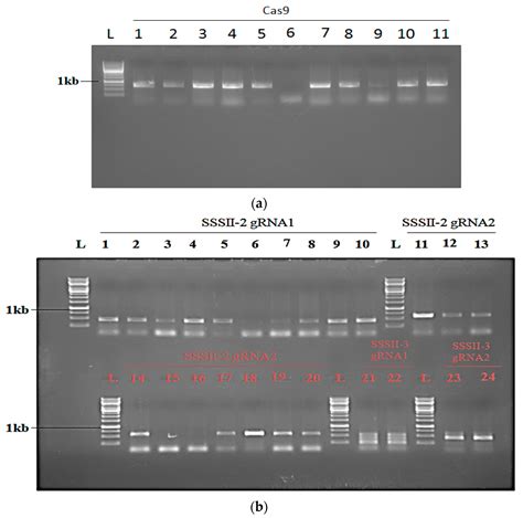 CRISPR/Cas9-Mediated Genome Editing of Soluble Starch Synthesis Enzyme ...
