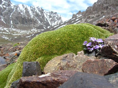 Cushion Plants In The Tundra