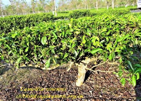 Medicinal Plant Details