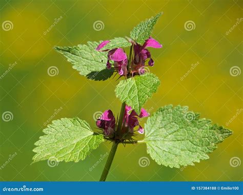 Blooming Plant of Purple Deadnettle or Red Dead-nettle. Stock Photo ...