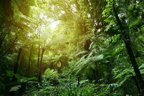 Image result for Forest O2 Vector