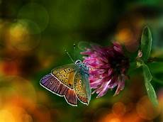 Colorful Butterfly Wallpaper by Colorful Butterfly Wallpaper Wallpapersafari Colorful Butterfly Wallpaper